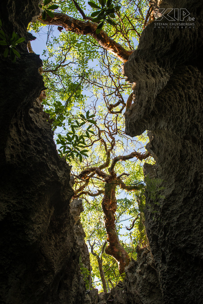 Grote Tsingy - Kloof Tsingy de Bemaraha is een nationaal park met unieke kalkstenen formaties. Tussen de rotsen en in de kloven kan je droge loofbossen met immense bomen terugvinden. Stefan Cruysberghs